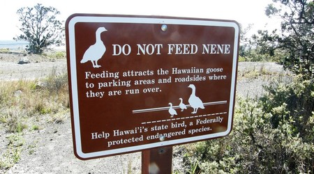 Big Island – Hilo, Stany Zjednoczone Ameryki