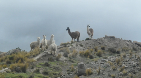 453798 - Chivay kanion Colca – Peru