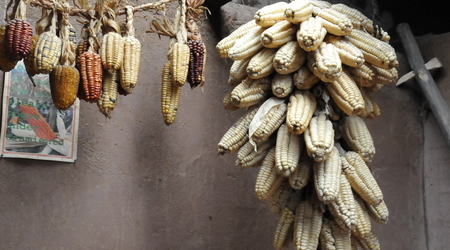 kukurydza – Cusco, Peru
