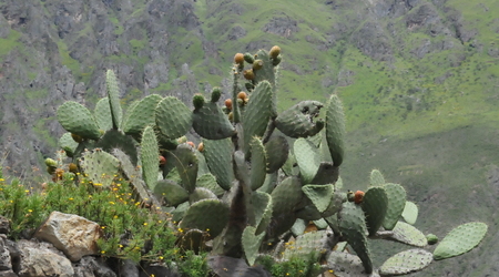 kaktus – Cusco, Peru