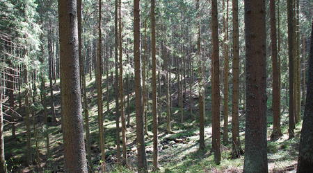 Dolina Olczyska – Zakopane, Polska
