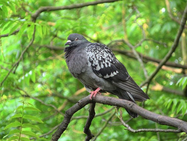 Wiosenne popołudnie w  Oliwskim  Parku 2011