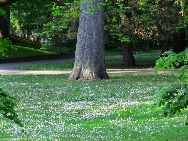 Wiosenne popołudnie w  Oliwskim  Parku 2011