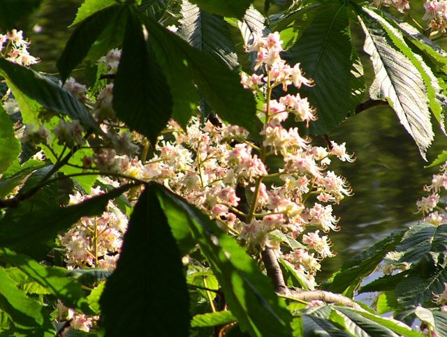 Wiosenne popołudnie w  Oliwskim  Parku 2011