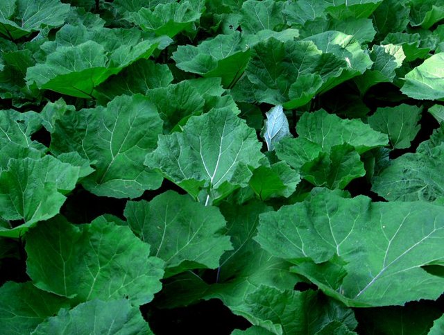 Wiosenne popołudnie w  Oliwskim  Parku 2011