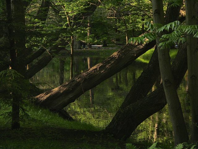 Wiosenne popołudnie w  Oliwskim  Parku 2011
