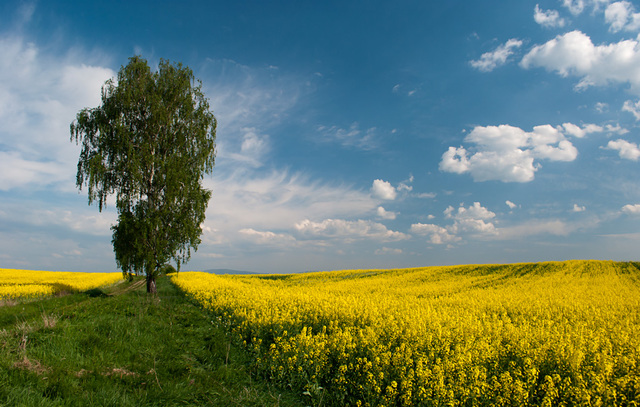 Zawidowskie pejzaże