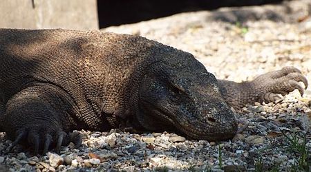 waran -  jaszczurka dlugości 3 m – Wyspa komodo, Indonezja