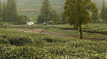 Plantacja herbaty Longjing – Hangzhou, Chiny