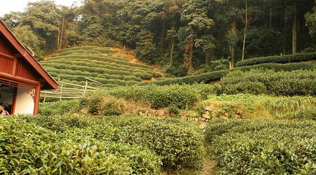 Plantacja herbaty Longjing – Hangzhou, Chiny