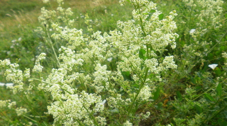 Lato - okolice Lubawy – Lubawa, Polska
