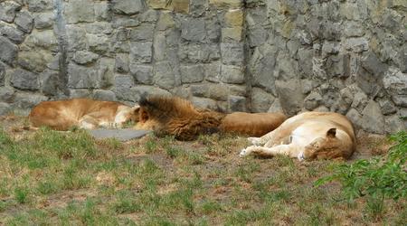 Chorzów, Śląski Ogród Zoologiczny – Polska