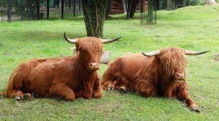 Chorzów, Śląski Ogród Zoologiczny – Polska