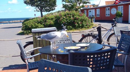 dla mewy też coś się znajdzie – Bornholm, Dania