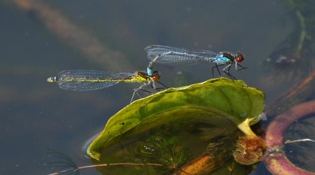 Oczobarwnica większa - tandem – Mazowsze, Polska