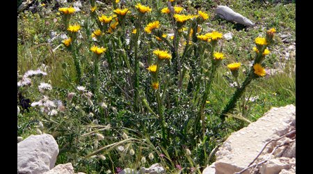 P1380543 – San Vito lo Capo, Włochy