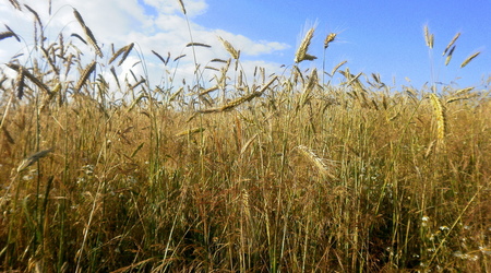 Lato - okolice Lubawy – Lubawa, Polska