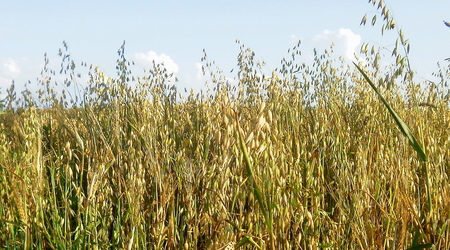 Lato - okolice Lubawy – Lubawa, Polska