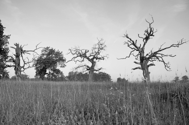 strażnicy