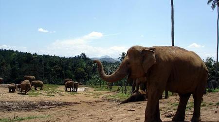 słoń – Pinnawala, Sri Lanka