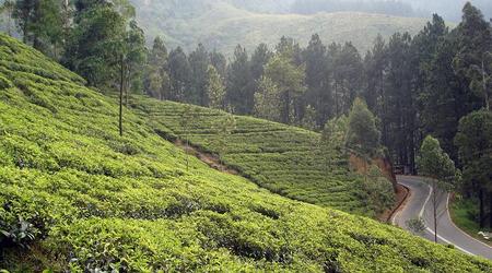 tea – Nuwara Eliya, Sri Lanka