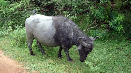 bull – Yala, Sri Lanka