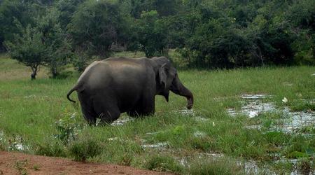 elef – Yala, Sri Lanka