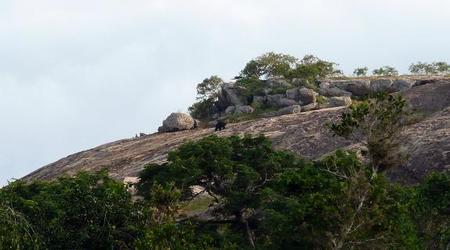 bear – Yala, Sri Lanka