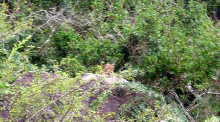 leo – Yala, Sri Lanka
