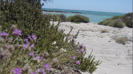 Kwiaty Elafonisi  08 – Kreta, Grecja