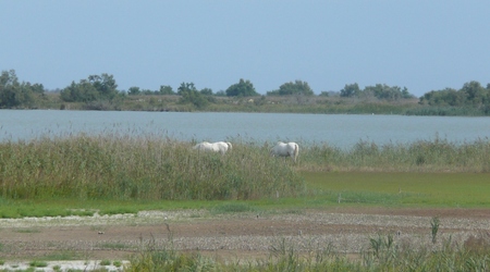 Camargue - białe dzikie konie 1 – Saintes-Maries-de-la-Mer, Francja