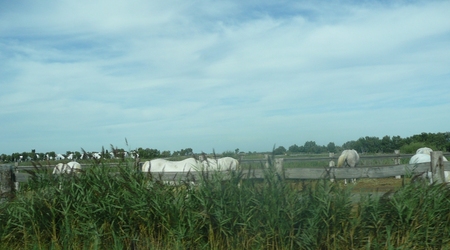 Camargue - białe dzikie konie 2 – Saintes-Maries-de-la-Mer, Francja
