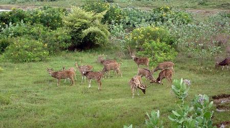 bambi – Yala, Sri Lanka