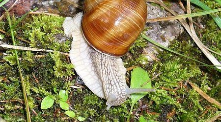 005 – Hrabušice, Słowacja