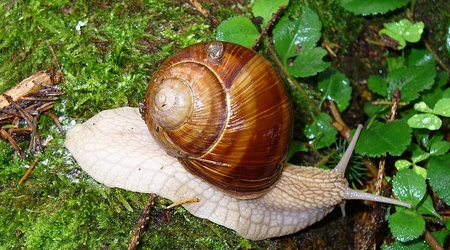 Ślimaczek a nawet dwa – Hrabušice, Słowacja