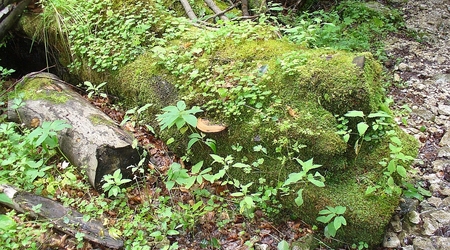 015 – Hrabušice, Słowacja