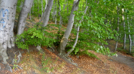 Lato - Gdynia Orłowo – Lubawa, Polska