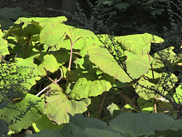 Oliwa -w parku -sierpień 2011