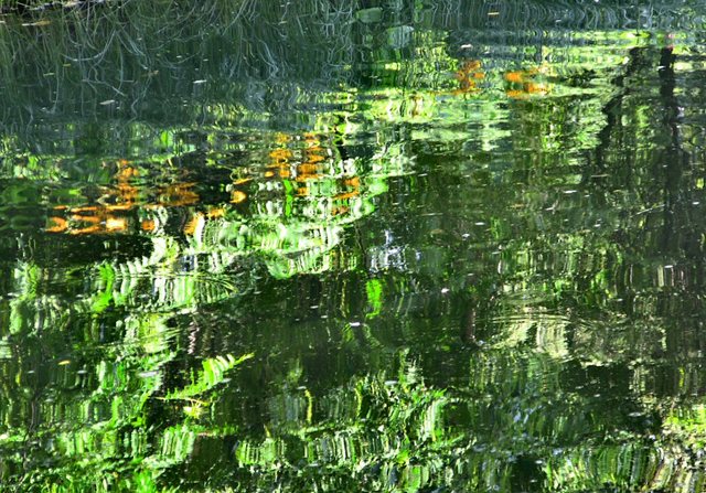 Oliwa -w parku -sierpień 2011