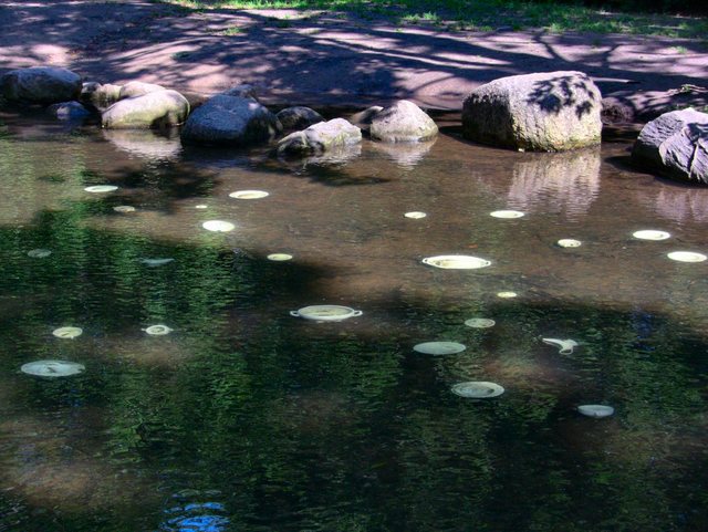 Oliwa -w parku -sierpień 2011