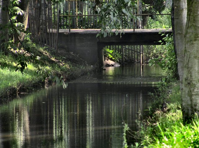 Oliwa -w parku -sierpień 2011