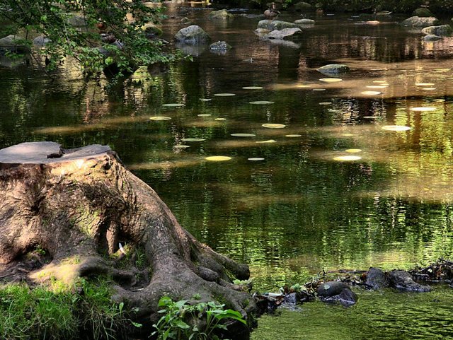 Oliwa -w parku -sierpień 2011