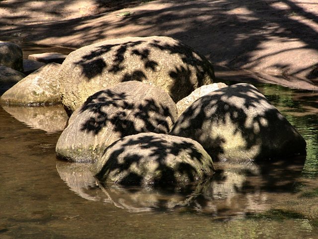 Oliwa -w parku -sierpień 2011