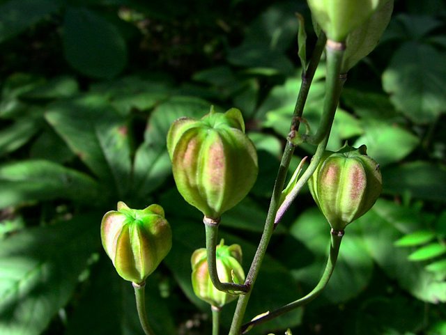 Oliwa -w parku -sierpień 2011