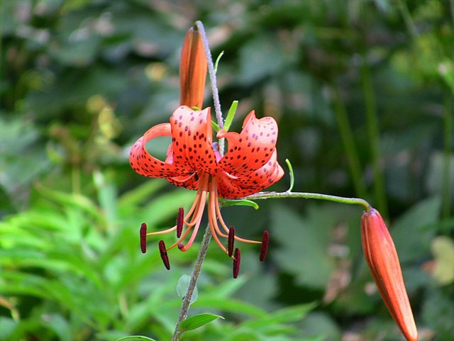 Oliwa -w parku -sierpień 2011
