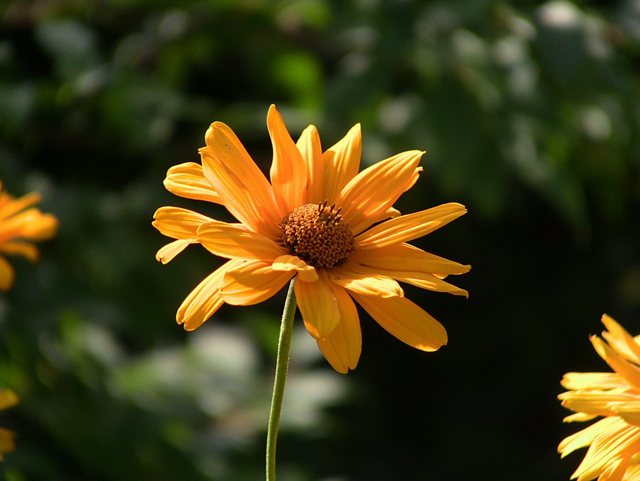 Oliwa -w parku -sierpień 2011