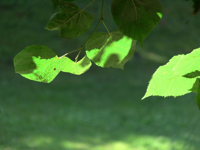 Oliwa -w parku -sierpień 2011