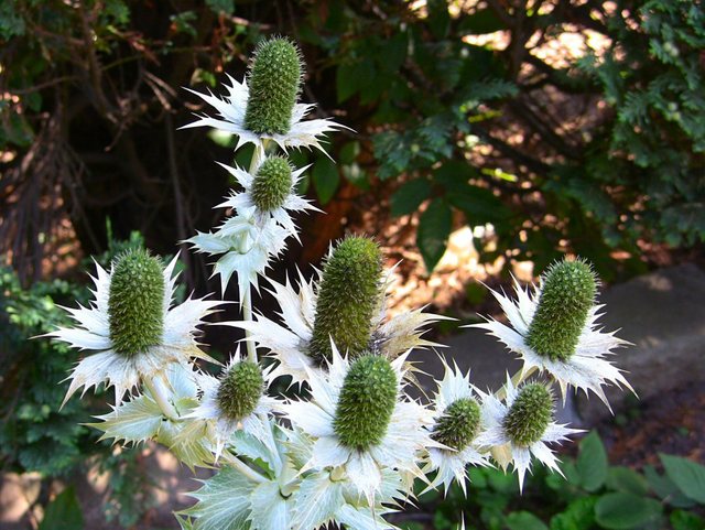 Oliwa -w parku -sierpień 2011