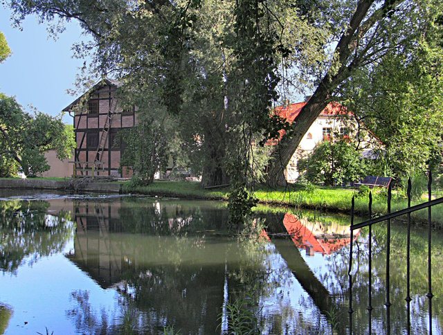 Oliwa -w parku -sierpień 2011