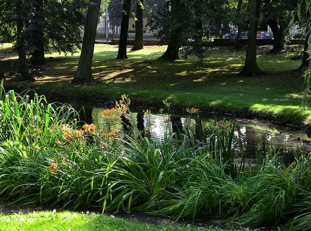 Oliwa -w parku -sierpień 2011